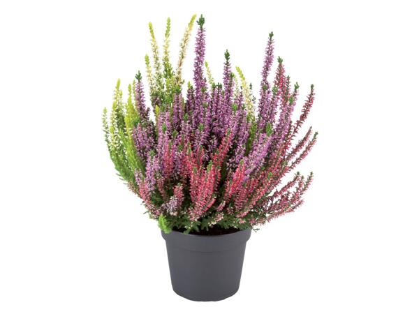 Calluna Vulgaris