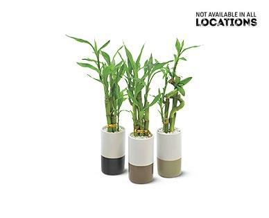 4" Lucky Bamboo
