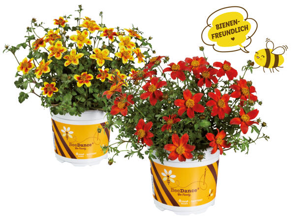 Bidens Beedance