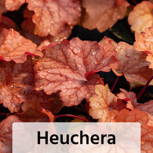 Herbst Mix