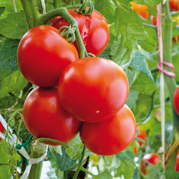 Tomatenpflanzen