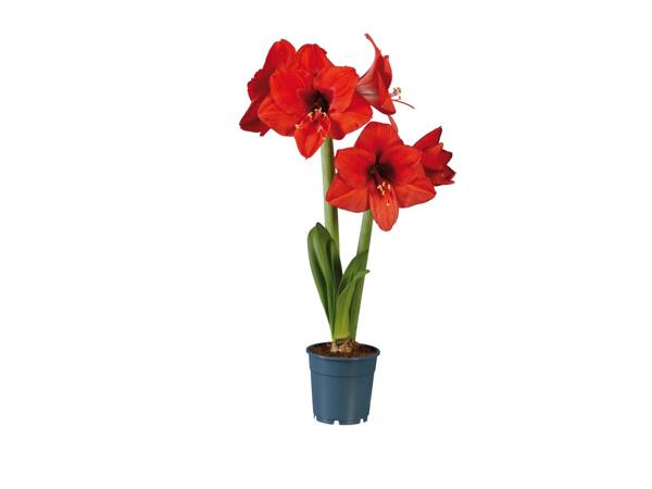 Twin Stem Amaryllis