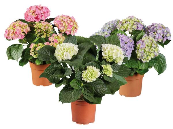Ballhortensie