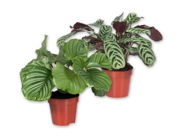 Calathea