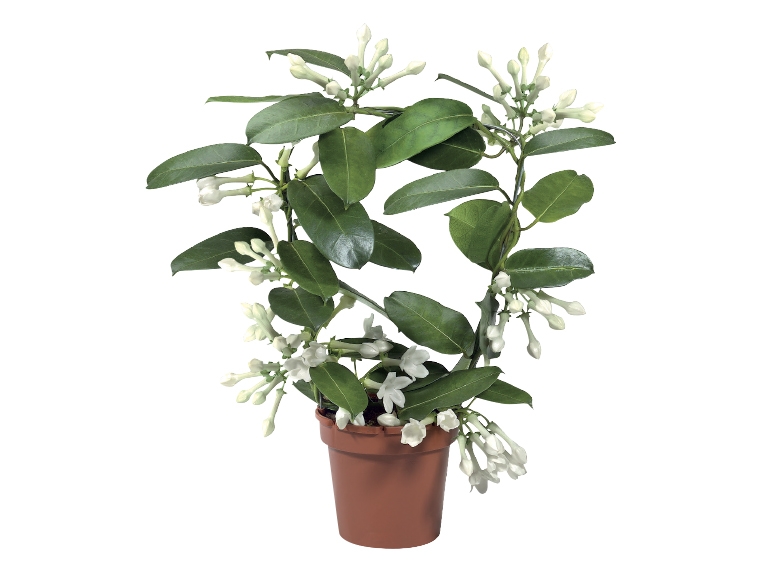Stephanotis