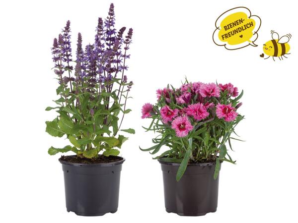 Sommerblüher/Staude