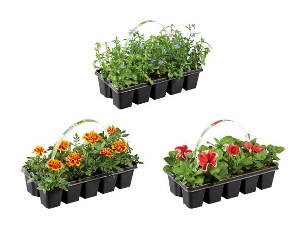 Mélange de plantes de parterre