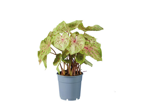 Caladium-Mix Urban Jungle