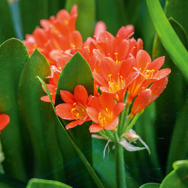 Clivia