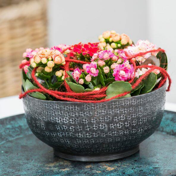 Kalanchoe