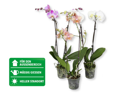 Phalaenopsis
