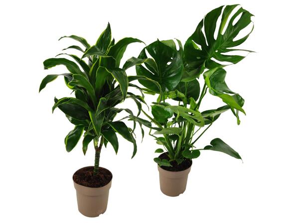 Green Plants