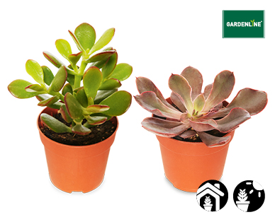 Succulents 65mm