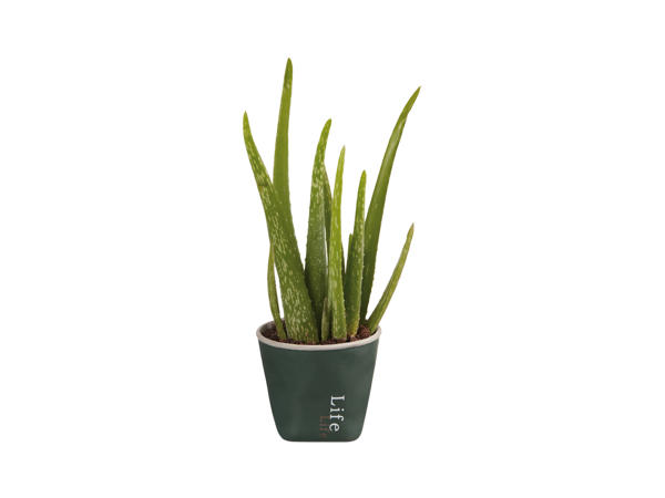 Aloe vera