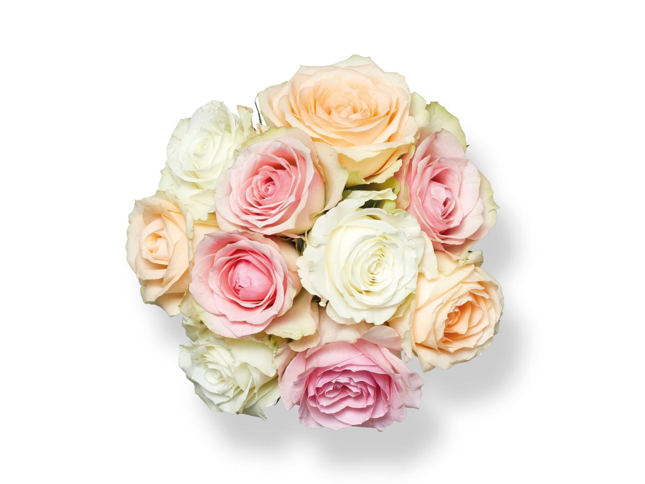 Rainbow Roses1