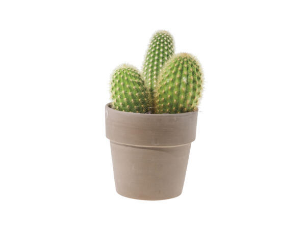 Cactus in Ceramic