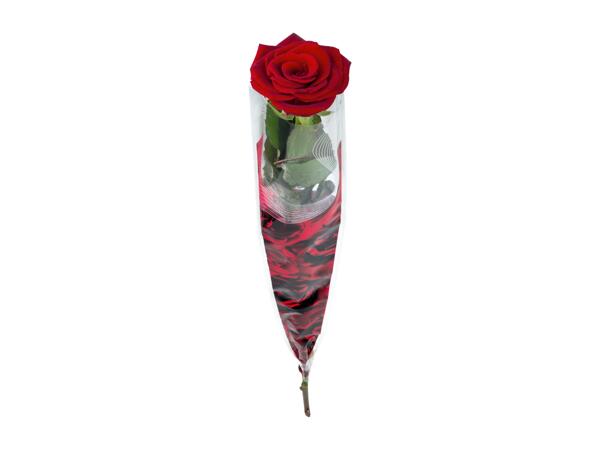 Single Rose