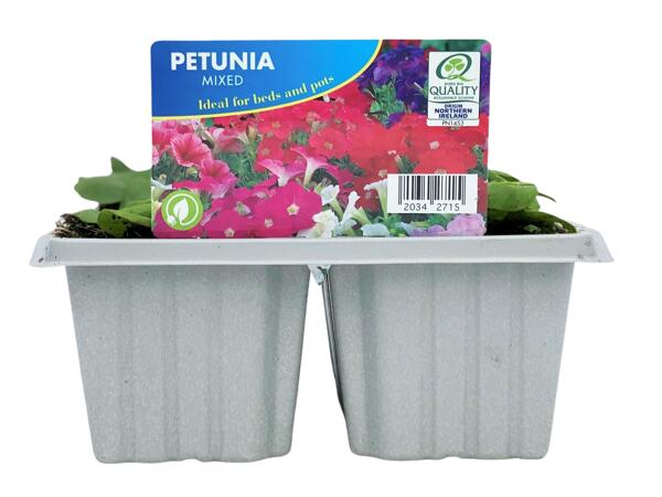 Summer Bedding