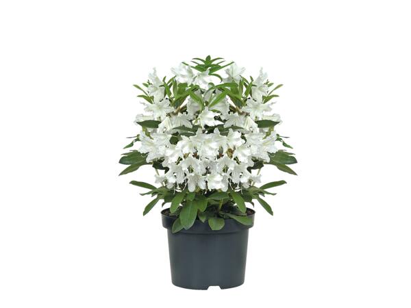Giant Rhododendron
