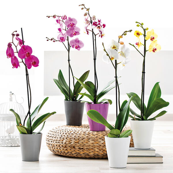 Orchidee Phalaenopsis
