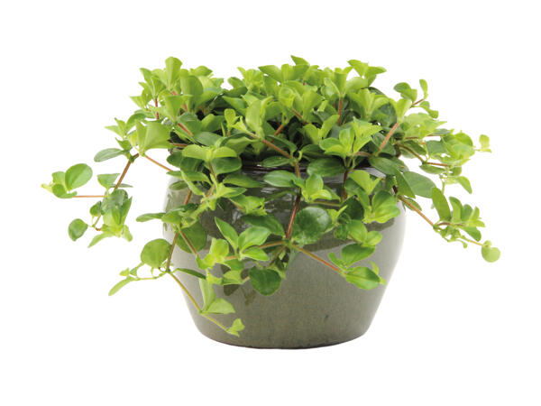 Peperomia i keramik