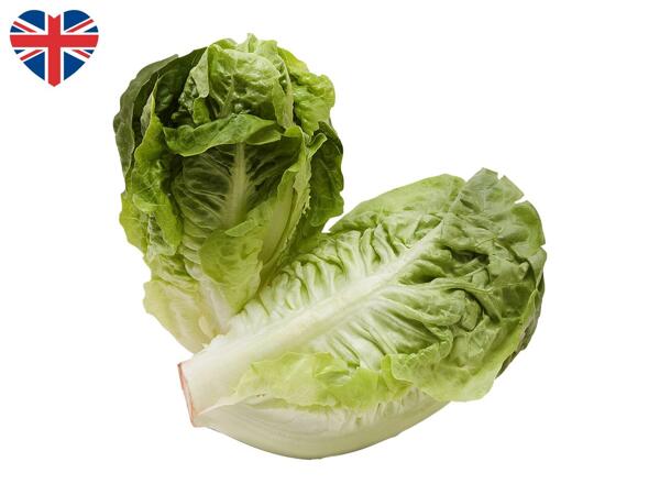 British Little Gem Lettuce