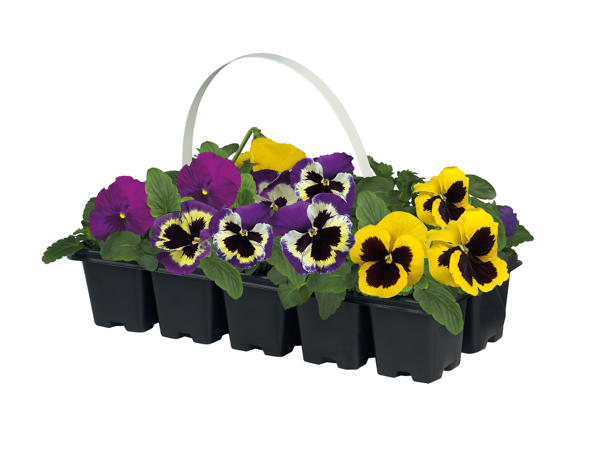 Pansies
