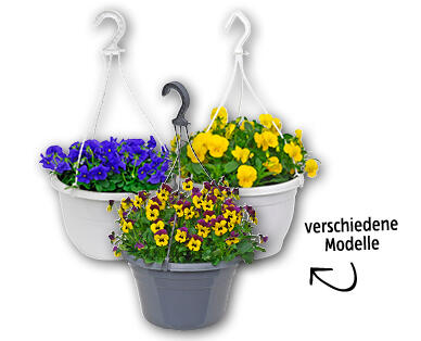 Viola Ampelpflanze