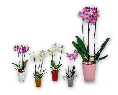 Orchidee con 3 rami