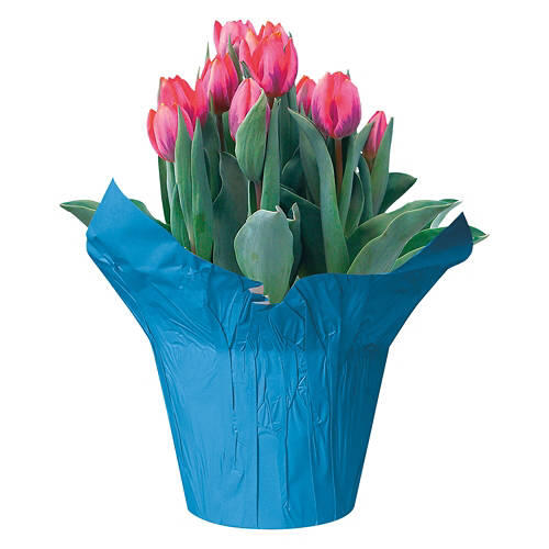 Tulips Indoor Plant - Assorted Color