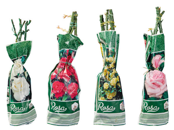 Garden Roses