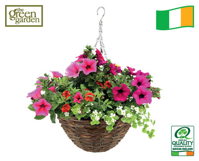 Irish Grown Autumn Hanging Basket