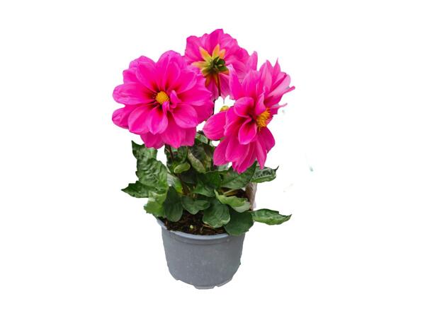 Dahlia
