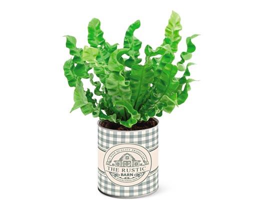 Farmhouse Fern