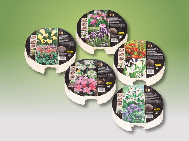 Plateau de plantes à bulbes "automne" (dès 14.3.)