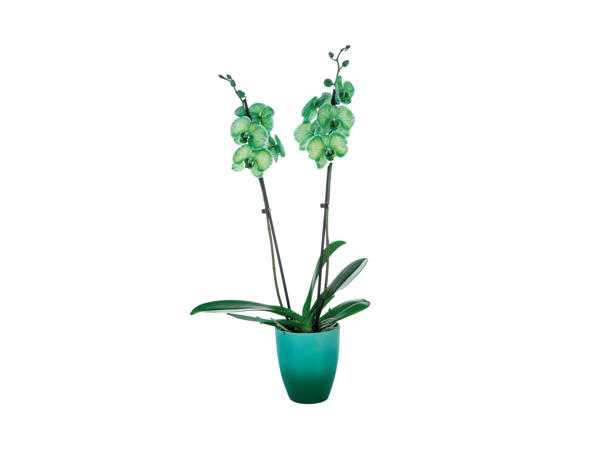 Orchid