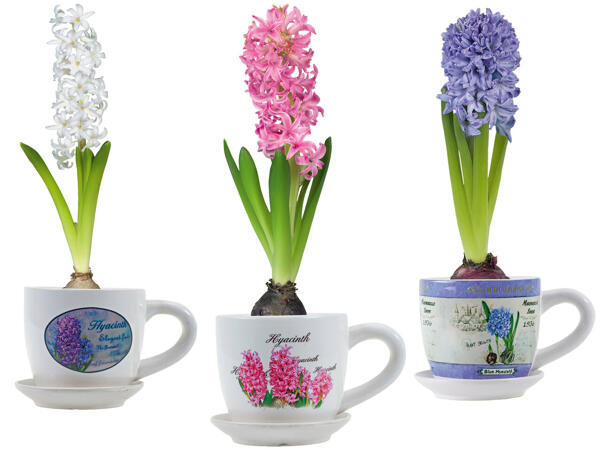 Hyazinthen in Tasse mit Untertasse