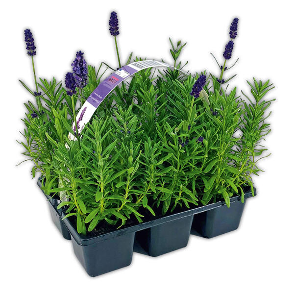 Lavendel