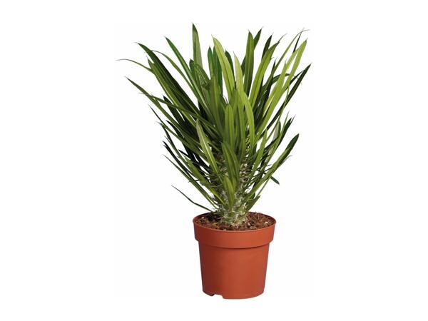Palm Plants