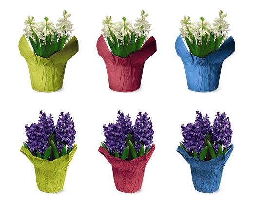 Tulips, Lilies or Hyacinths Assorted Colors