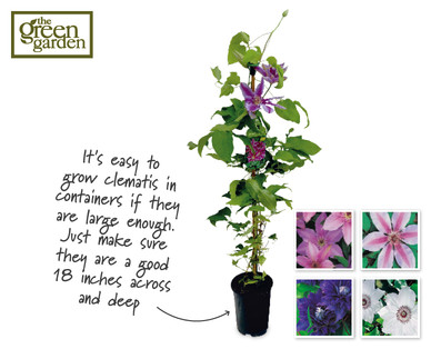 Hybrid Clematis