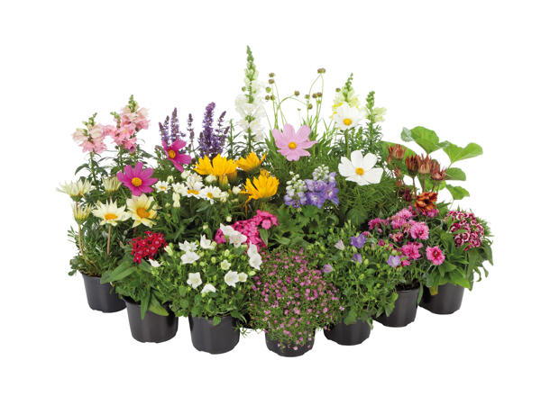 Assorted Perennials
