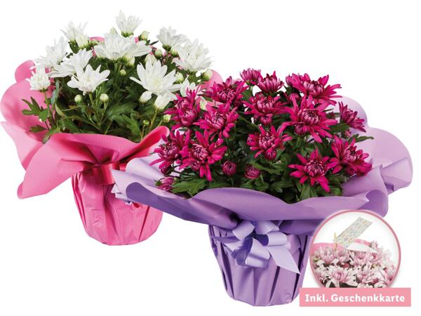 Chrysantheme ‚Elle Fleur‘ in Muttertagsverpackung