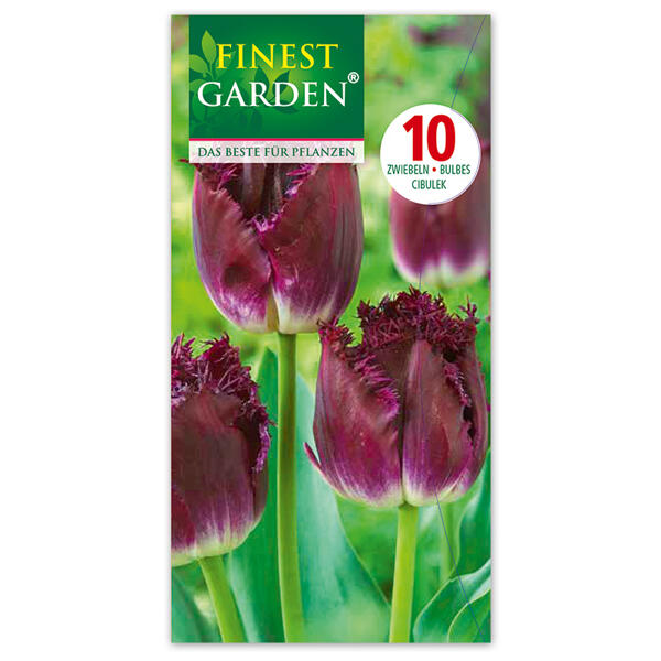 Tulpen