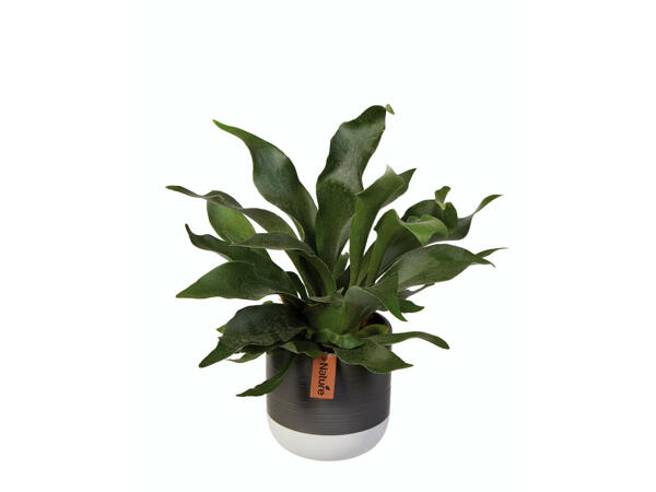Assortiment de plantes vertes