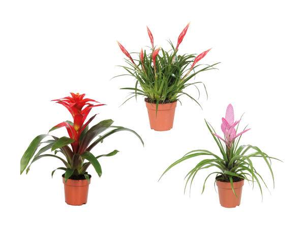 Bromelia Royal miks