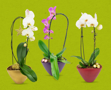 Orchidee