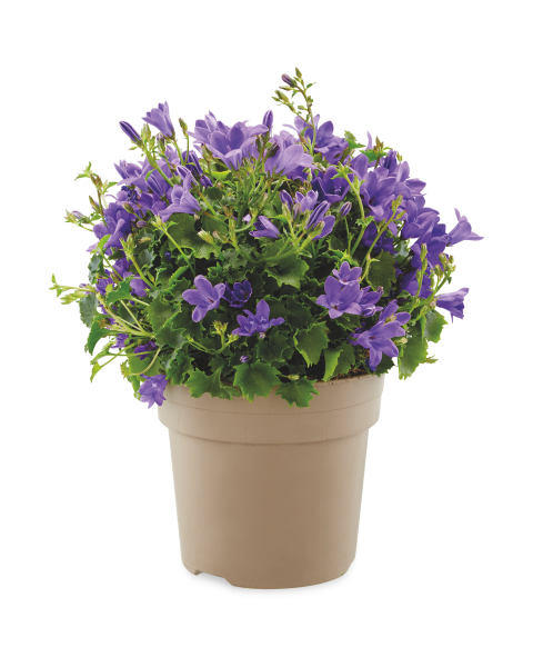 Campanula 10.5cm
