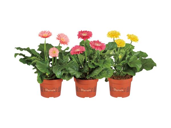 Gerbera