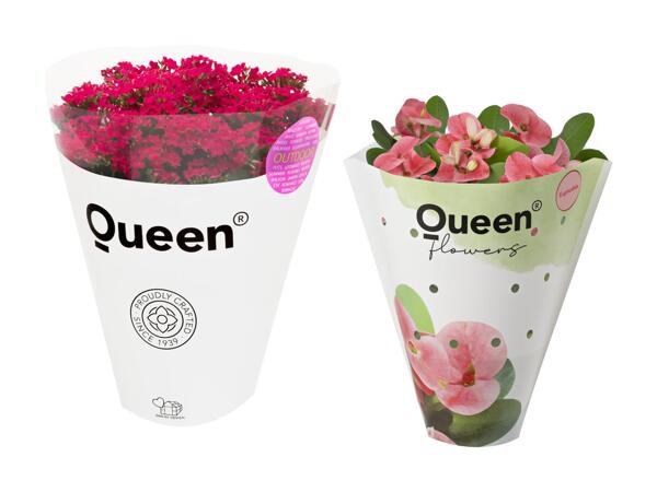 Udendørs brændende kærlighed eller Euphorbia